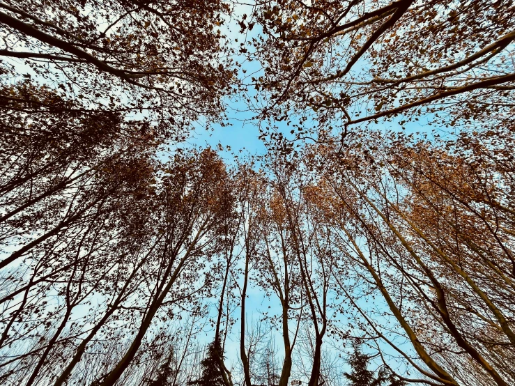 looking up at a group of leaf covered trees