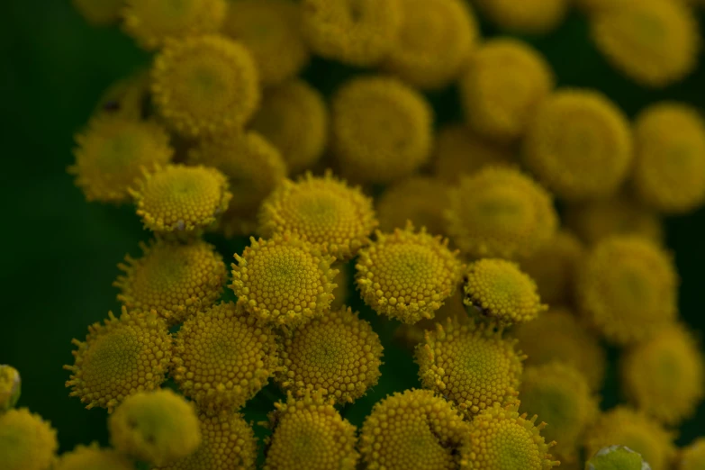 small yellow flowers are grouped together to look like bubbles