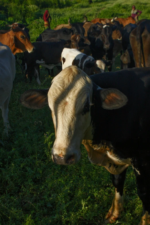 an image of a cow with other cows standing around in the grass