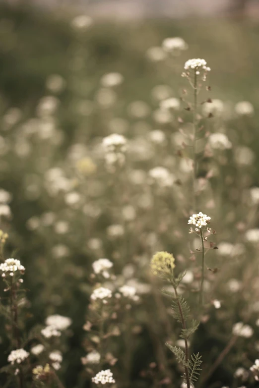 a field with many white flowers and green grass