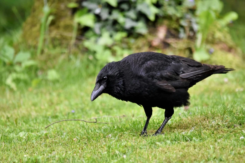 the black bird is standing on the grass