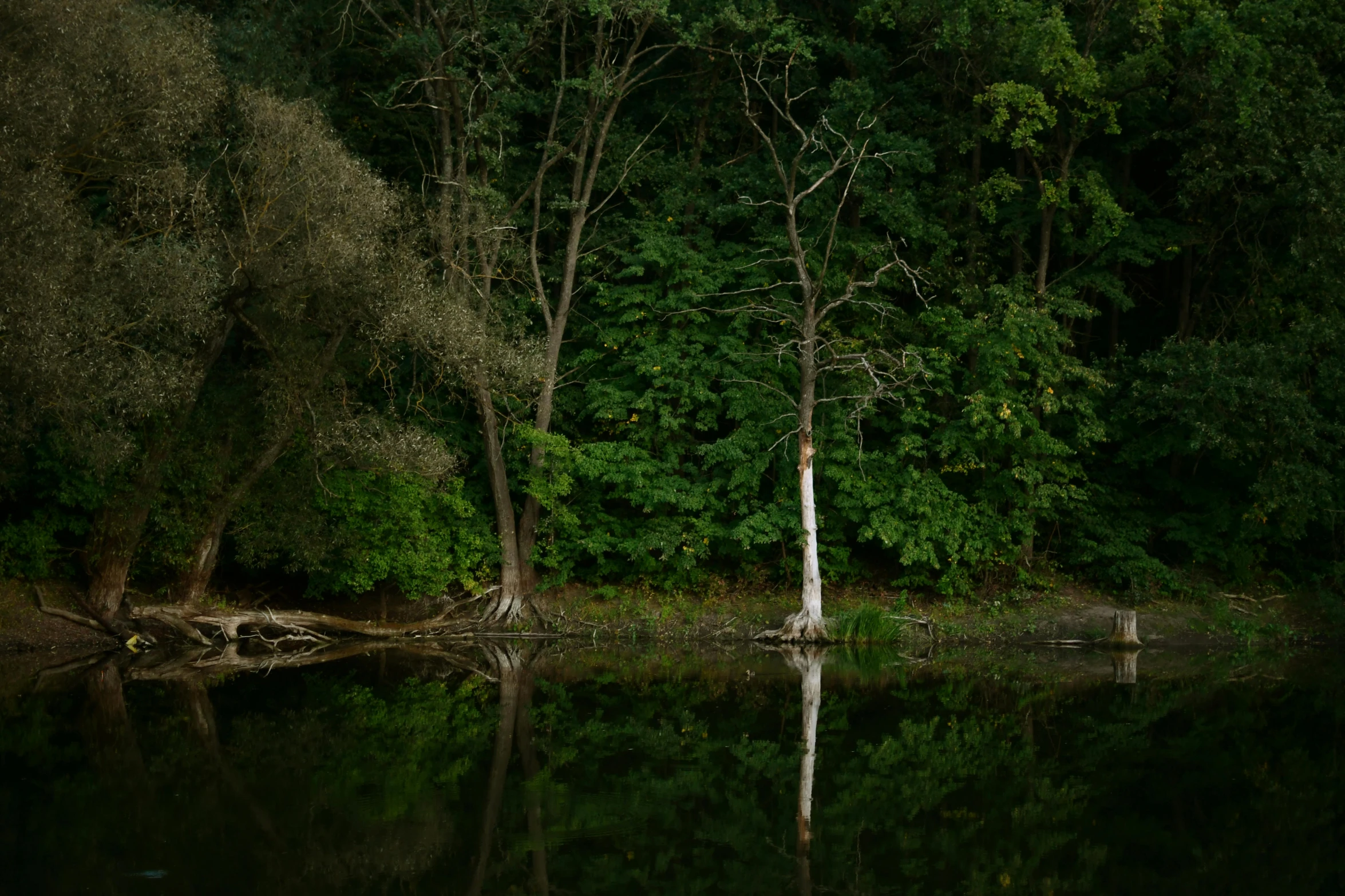 there is a small tree that is on the edge of a lake