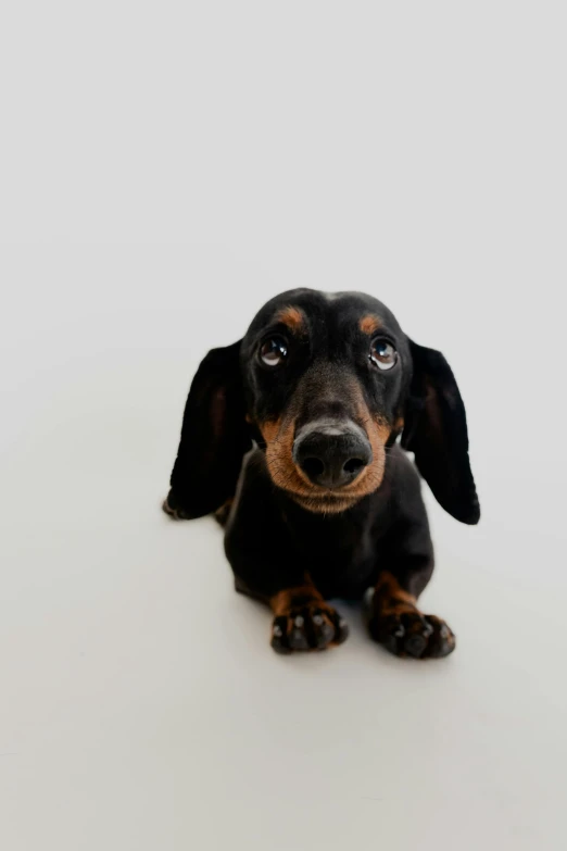 a black and tan dog with its ears looking up