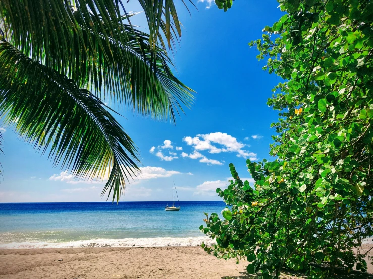 a beach with a boat and trees on the shore