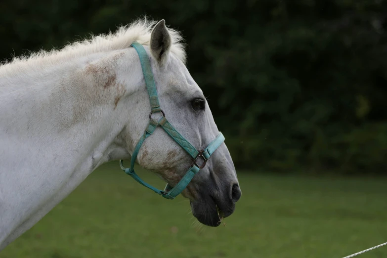 a white horse with a blue bridle looking off into the distance