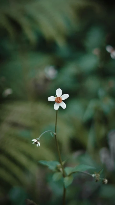 small white flowers growing out of the green grass