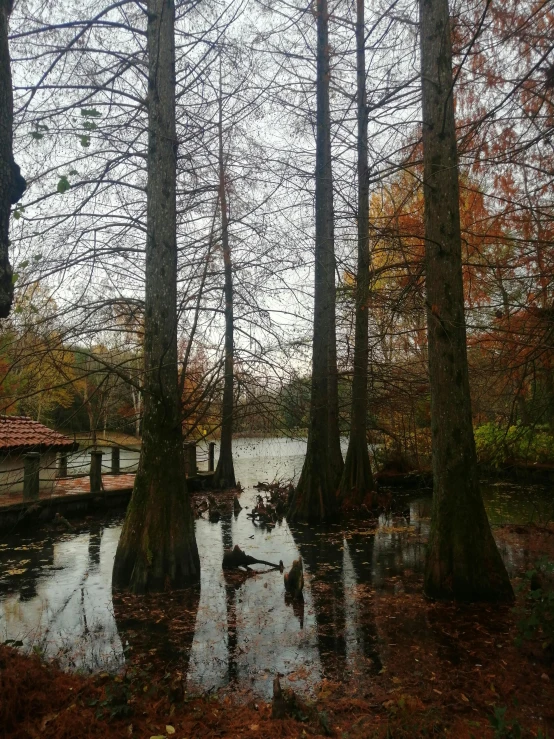 trees have fallen in a park during the day