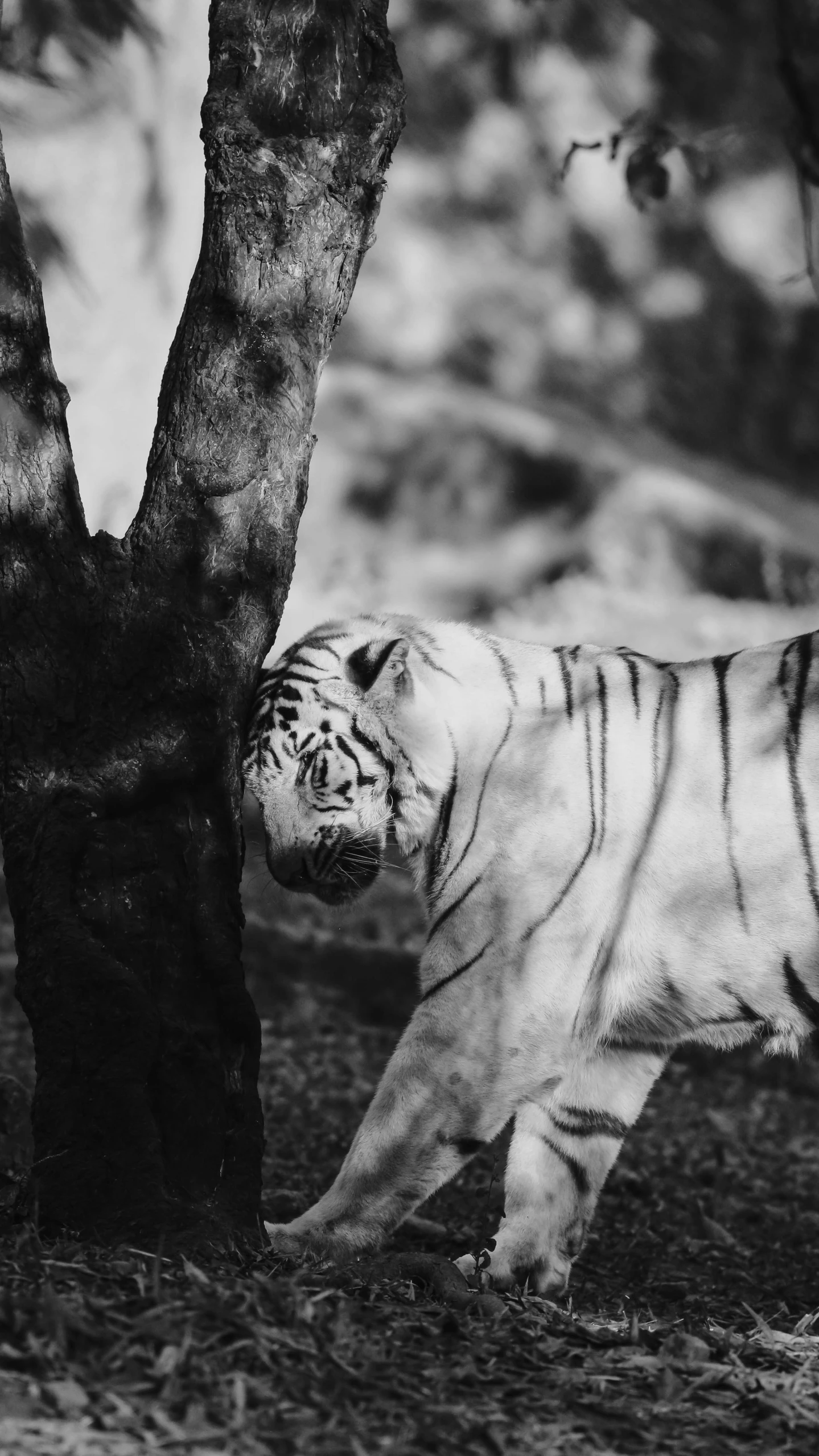 a white tiger standing by the side of a tree