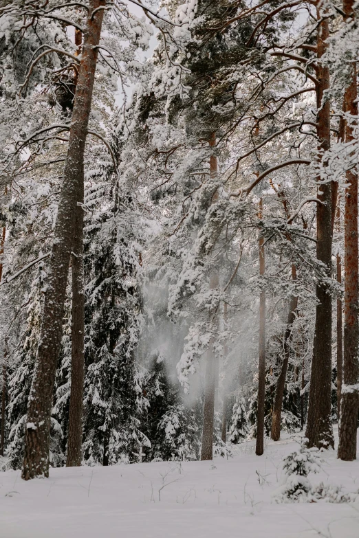 snow covered trees and a trail going through them