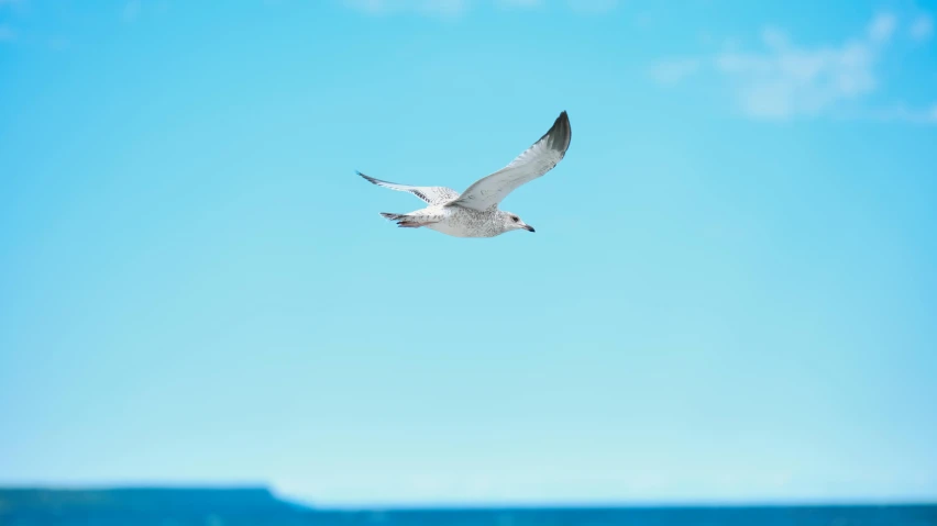 a white bird is flying near the ocean