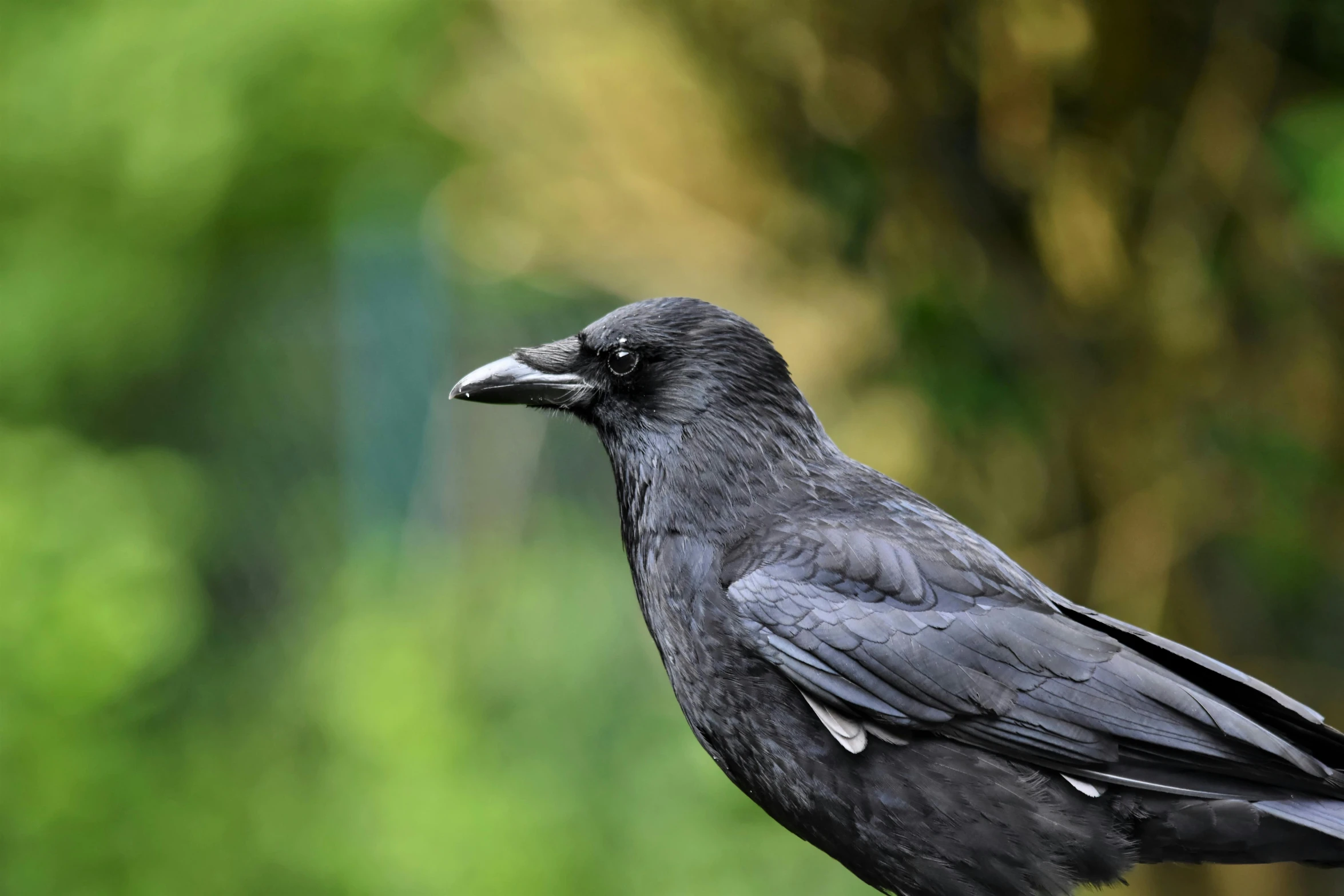 a black crow is perched with an orange in it's beak