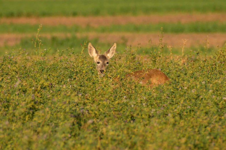 the animal stands close to itself in the middle of the grass