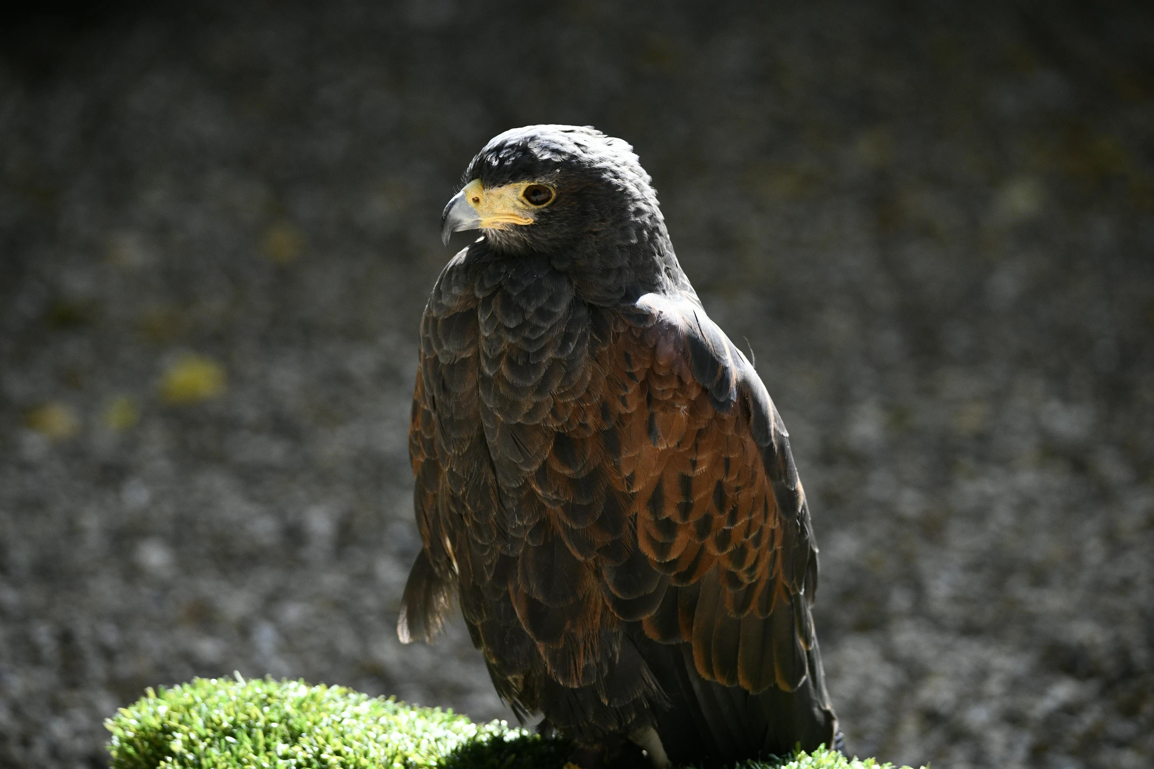 a bird of prey is standing on a piece of grass