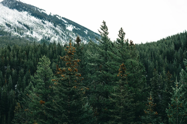 a group of tall pine trees in front of a snowy mountain