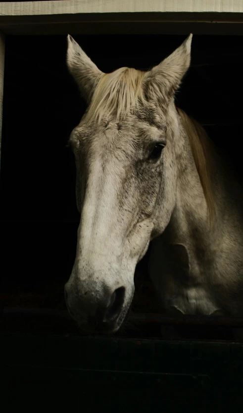 a close up view of a horse with its head sticking out from inside a box