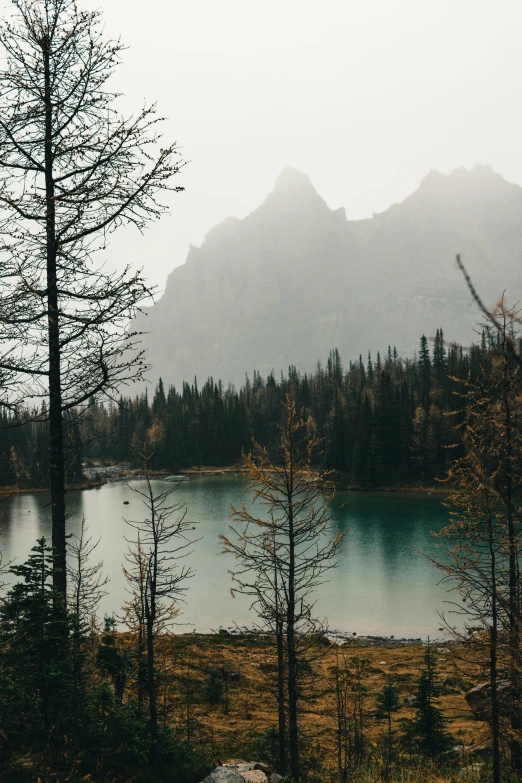 a few trees in front of some water and a mountain