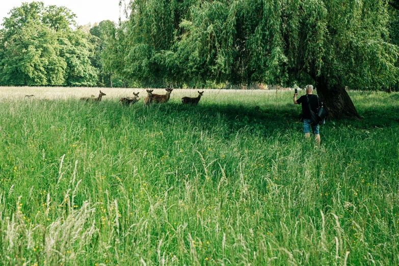 two deer walking through the tall grass near the trees