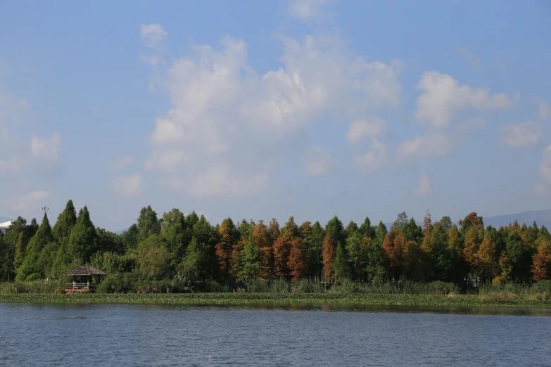 a bird is standing on a tree filled lake