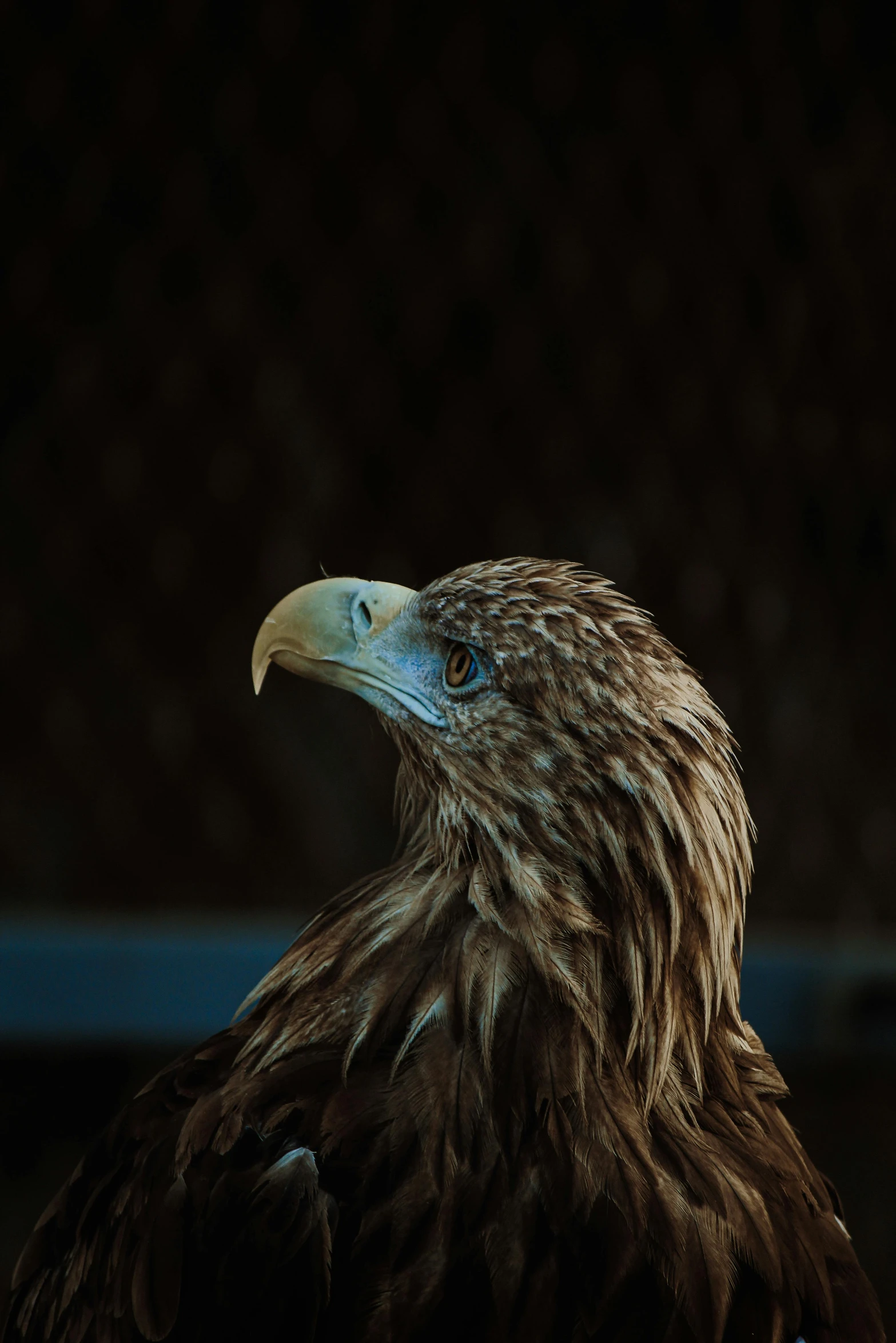 a close up of a very beautiful bird