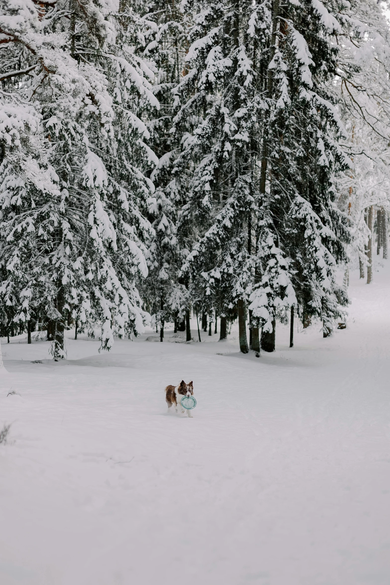 a dog sledding in the snow with several trees