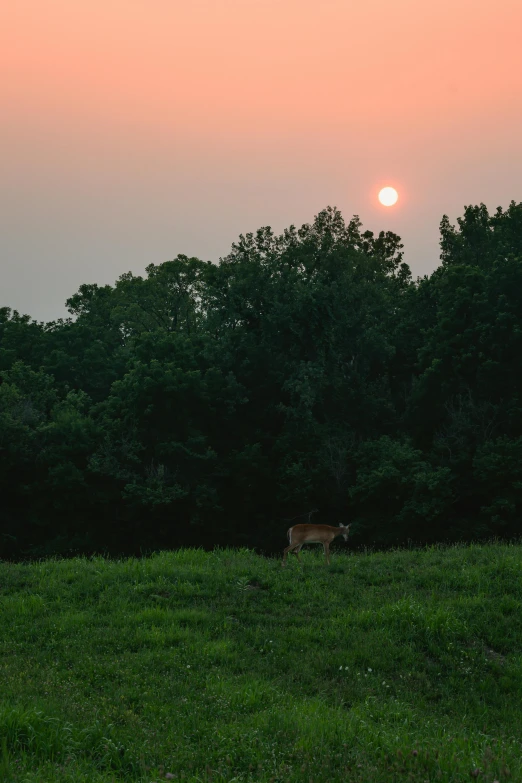 some deer are grazing in a field with the sun