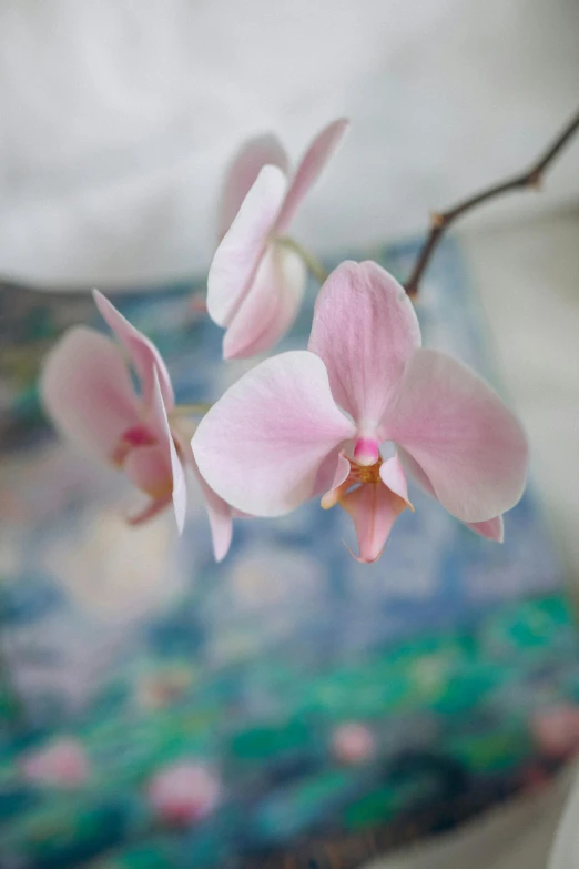 pink orchids hanging from a nch on a table