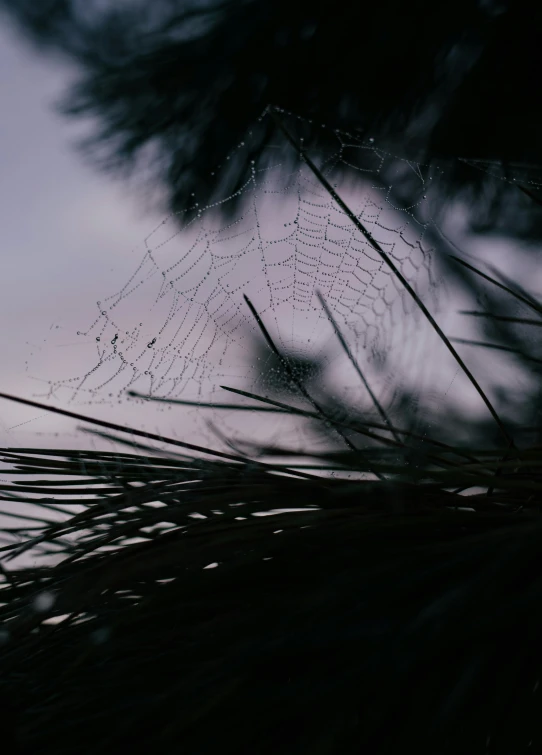 some dewy droplets on the web of a tree nch