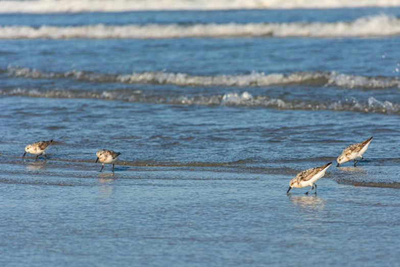 three birds standing in shallow water on the beach