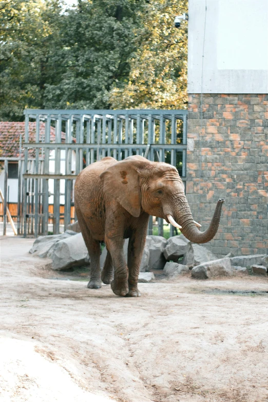 an elephant stands in an enclosed area by a fence