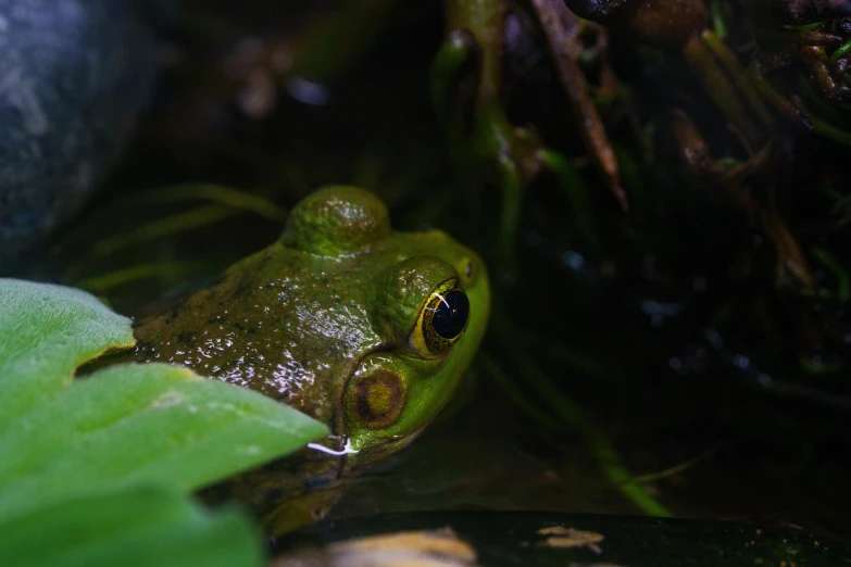 the green frog is sitting on some green grass