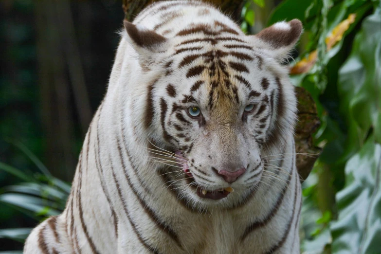 close up of a white tiger staring straight ahead