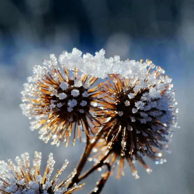 dew covered plants spiky on the outside