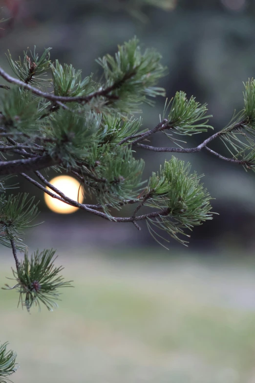 a white ball sitting on top of a green tree