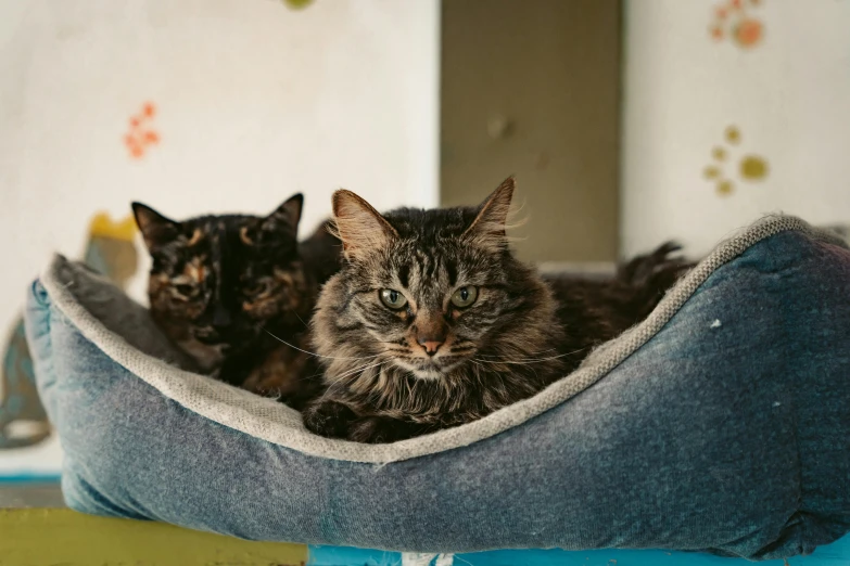 two cats lying in a pet bed on the floor