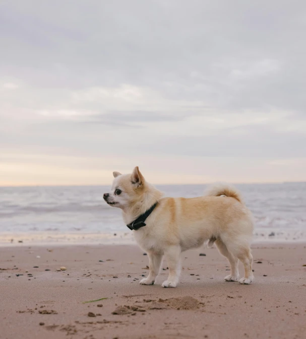 a dog standing on a beach looking at the ocean