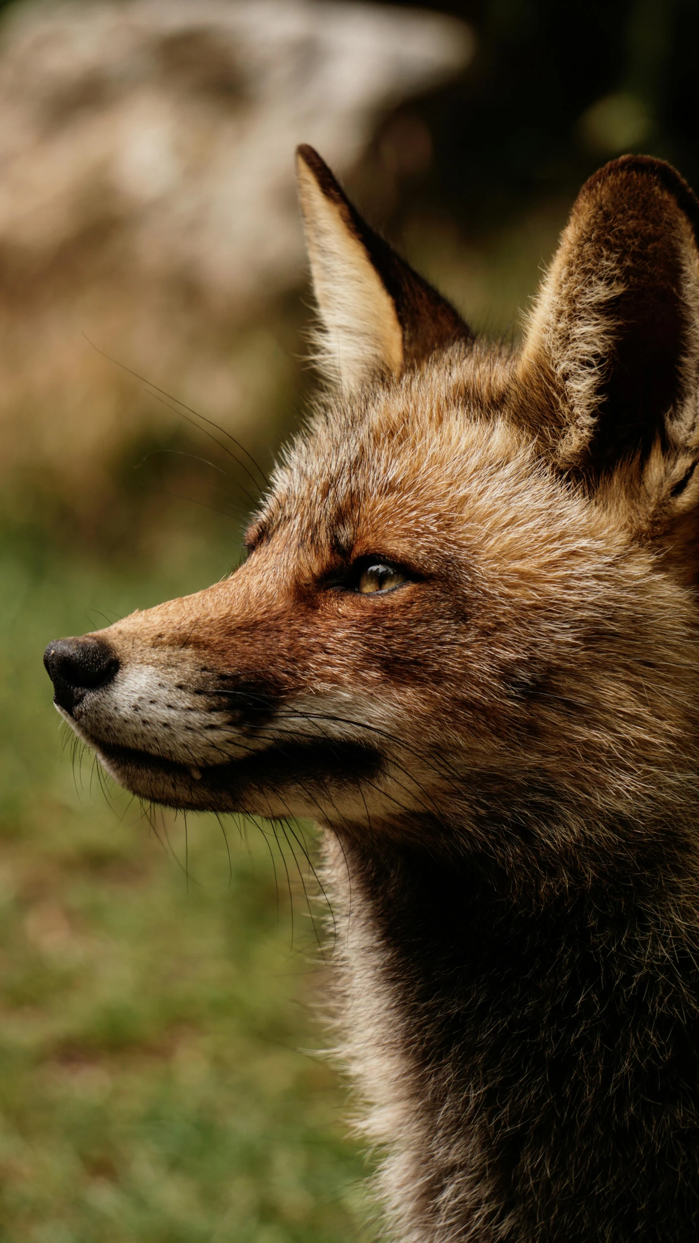 the close up of the head of an orange fox