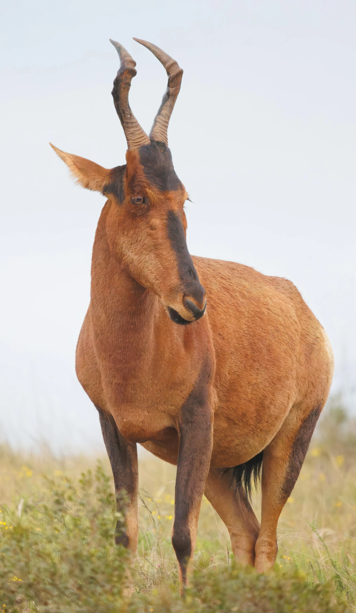 a brown horned animal standing on top of a green field