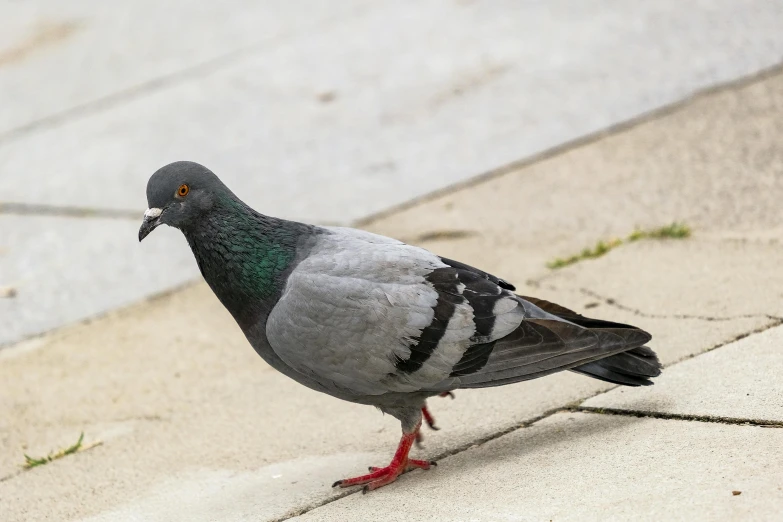 a pigeon stands on the pavement with a sidewalk in front of it