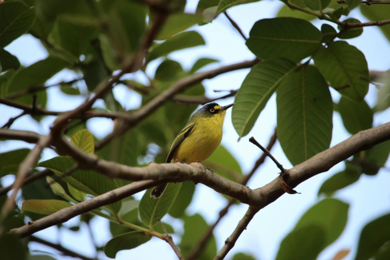 a small yellow bird is perched on a nch