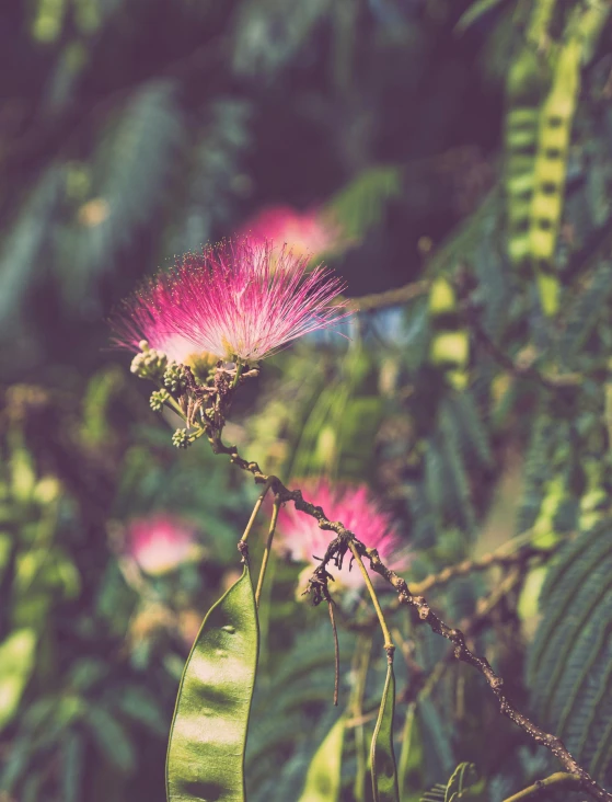 some purple flowers near a bunch of leaves