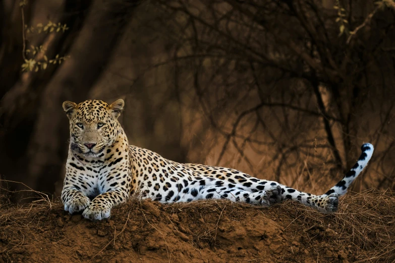 a leopard laying down in a dry dirt area