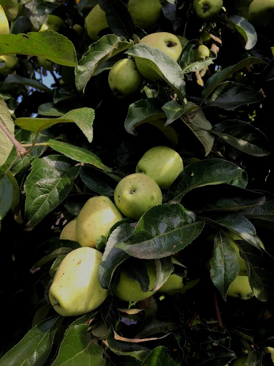 apples are ripe in the tree on a sunny day