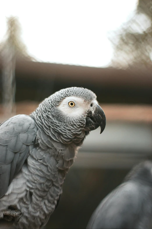 the parrot is perched on top of the hand