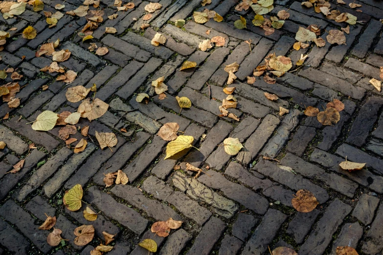 leaves and dirt scattered on an old brick road