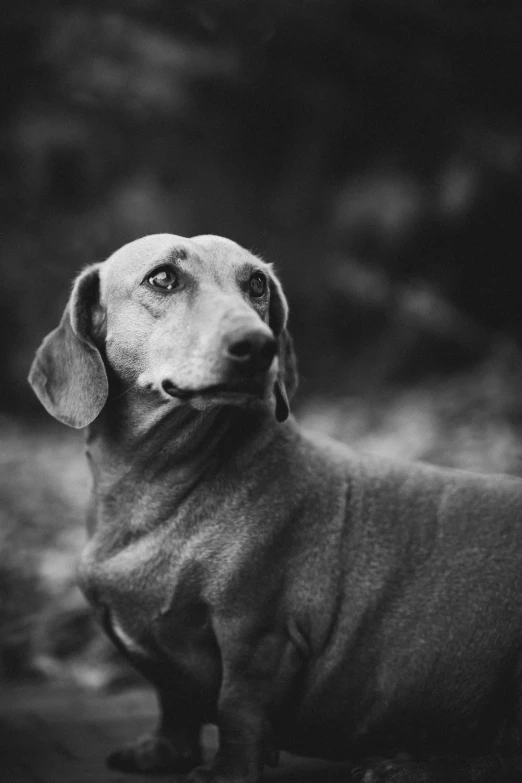 black and white po of a brown dog