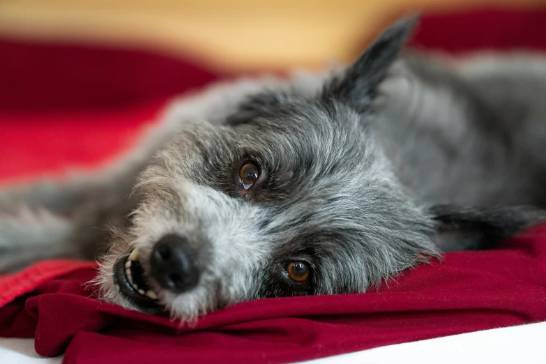 a close - up of a dog laying on a bed