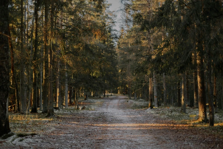 a dirt road surrounded by trees during the day