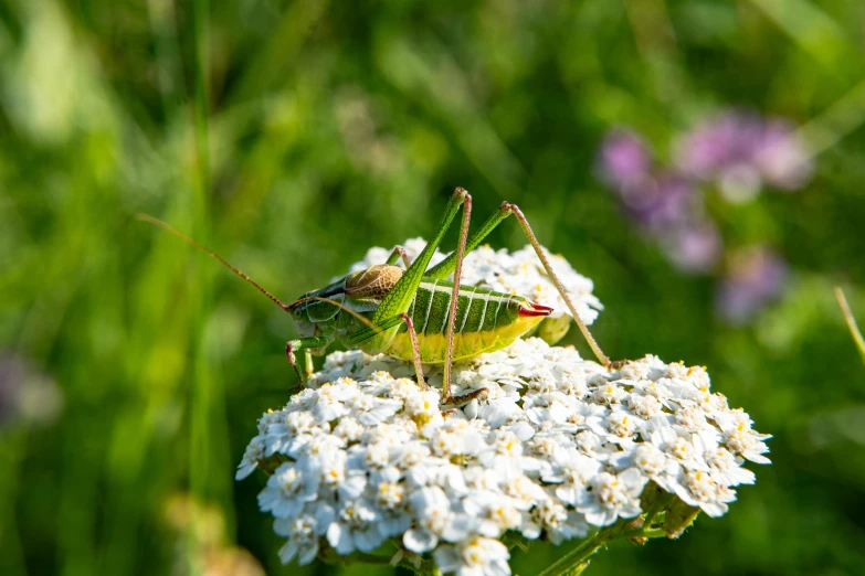 green insect on flowers with wildflower in background