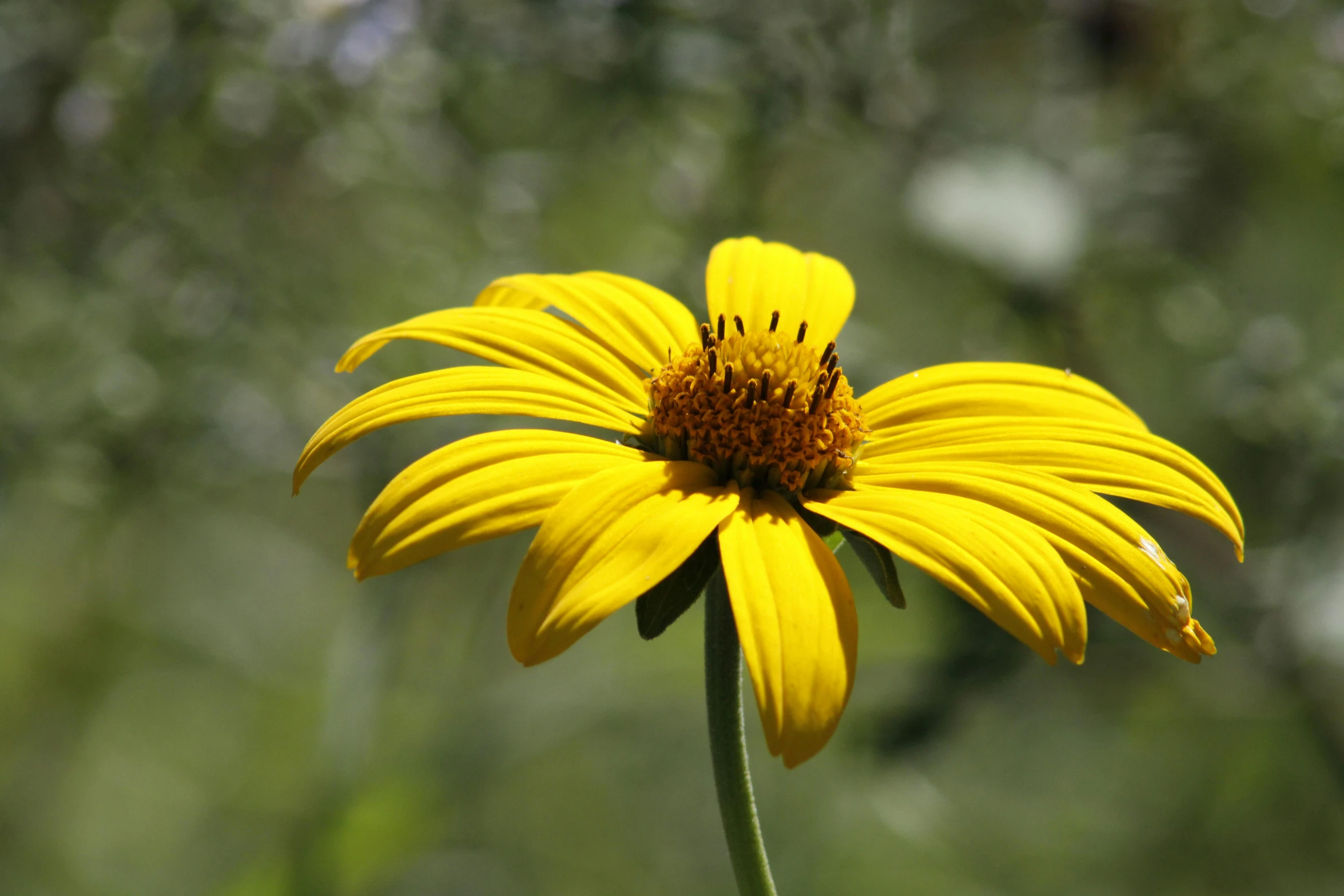 a large yellow flower with green foliage in the background