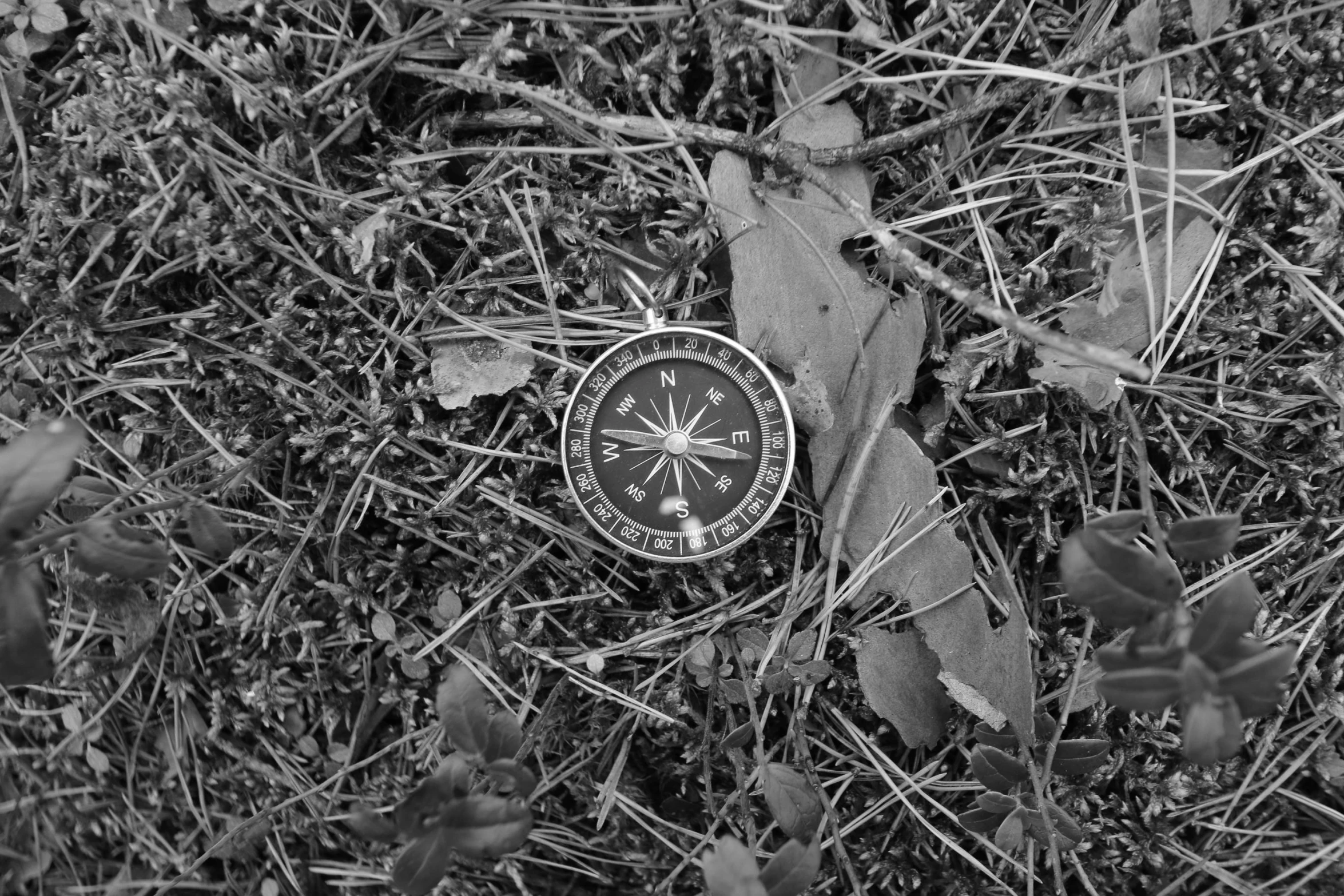 a compass on the ground between two leaves